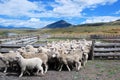 Sheep farming in Patagonian estancia Chili with landscape, clouds Sheeps walking out of fence